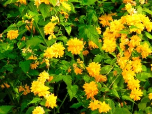Kerria japonica 'Pleniflora'