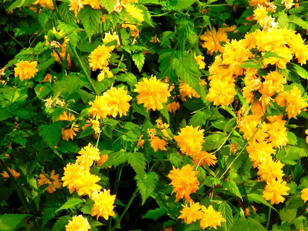 Kerria japonica'Pleniflora'