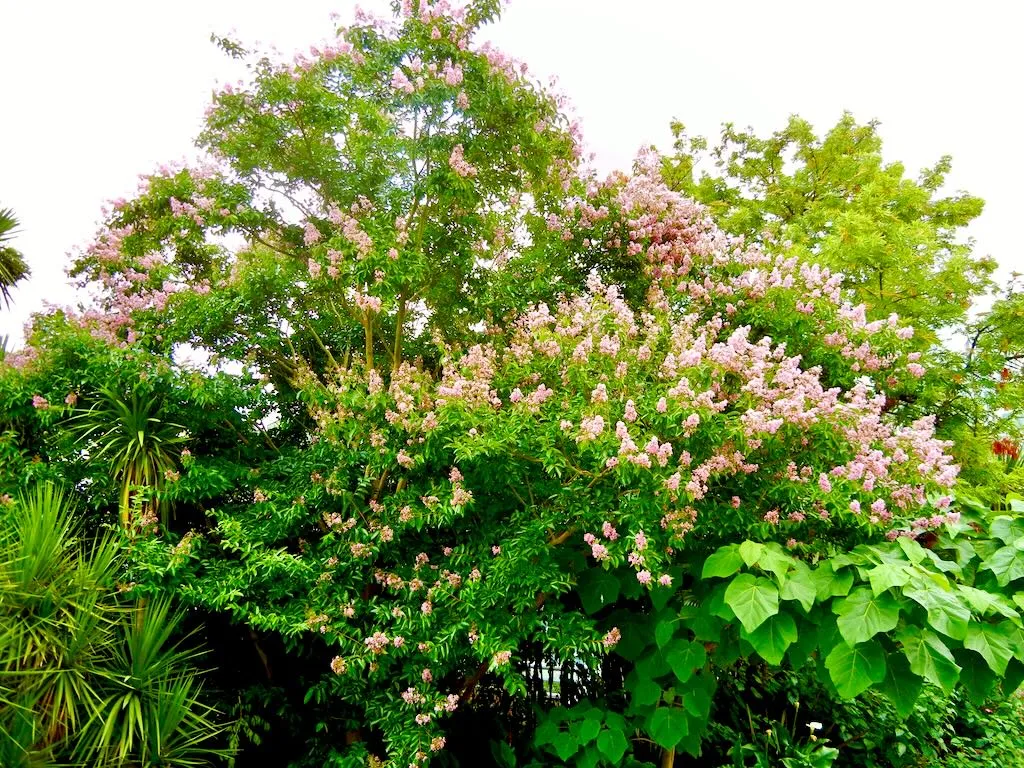 Lagerstroemia indica Crape Myrtle-1 - Online Flower Garden Lagerstroemia indica or Crape Myrtle