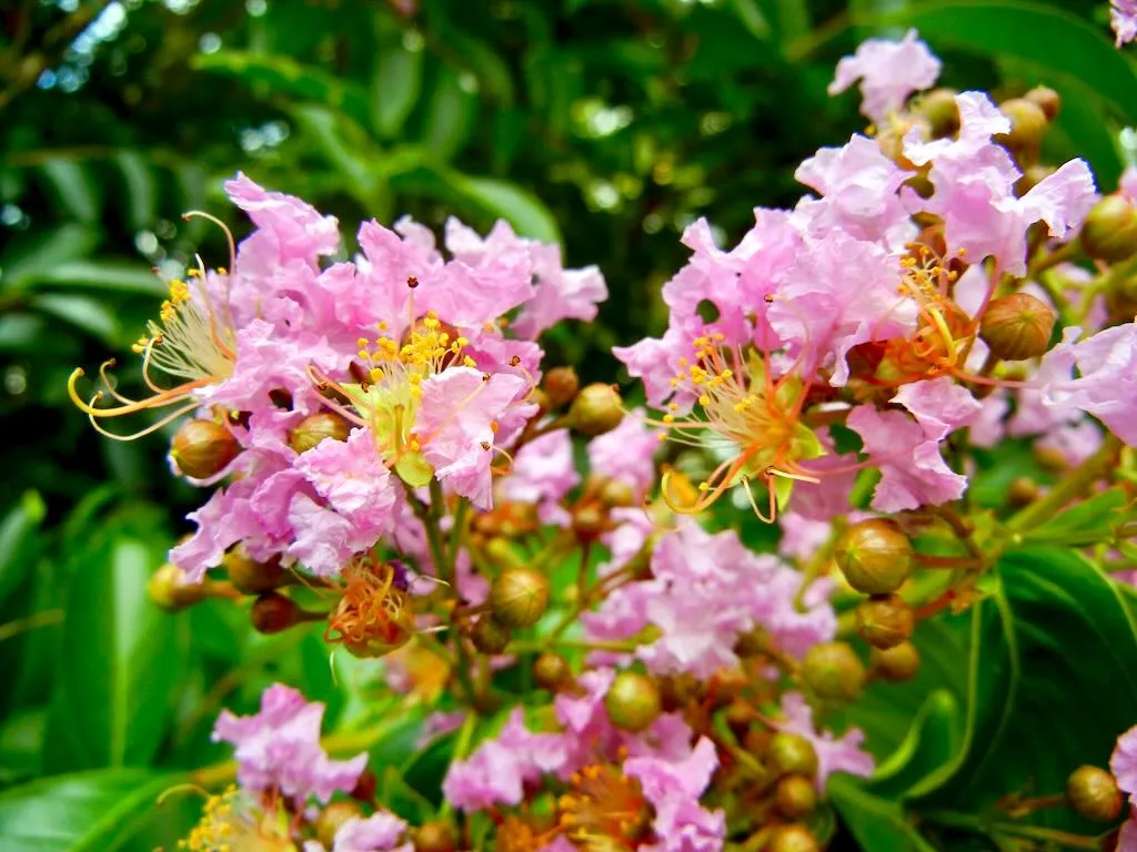 Lagerstroemia indica Crape Myrtle - Online Flower Garden Lagerstroemia indica or Crape Myrtle