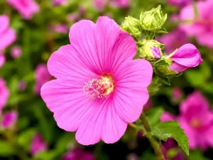 Lavatera clementii 'Bredon Springs'