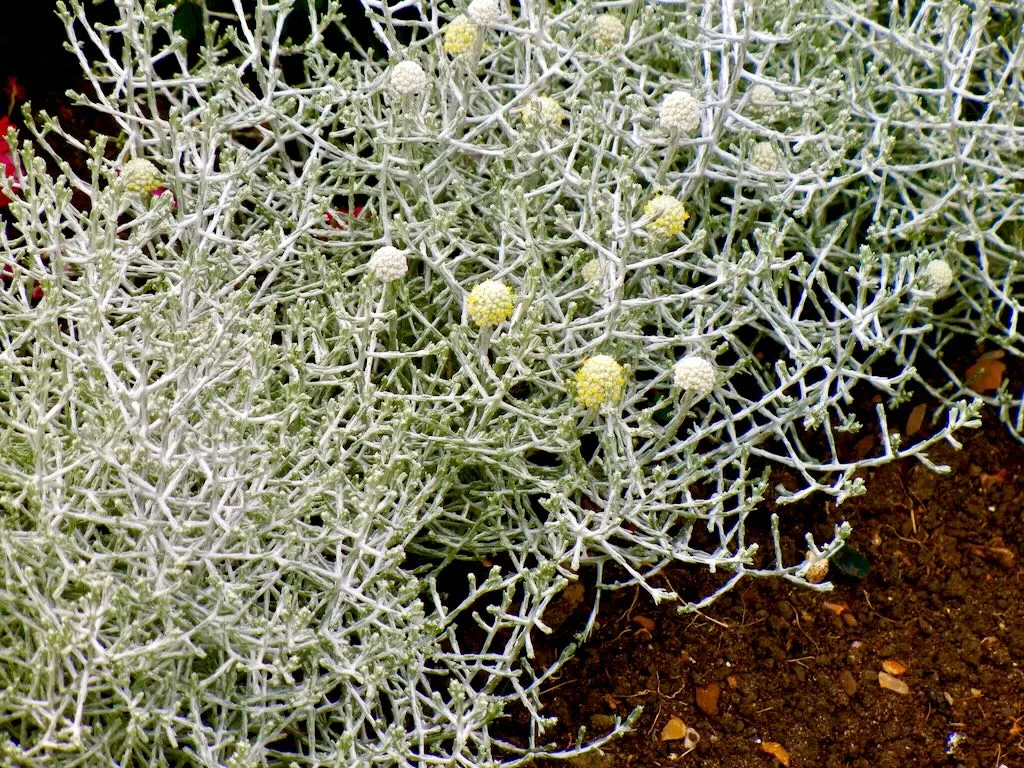 Leucophyta brownii-1 - Online Flower Garden Leucophyta brownii