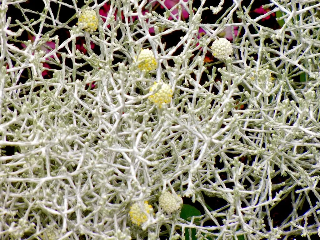 Leucophyta brownii - Online Flower Garden Leucophyta brownii