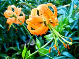 Lilium lancifolium or Tiger Lily