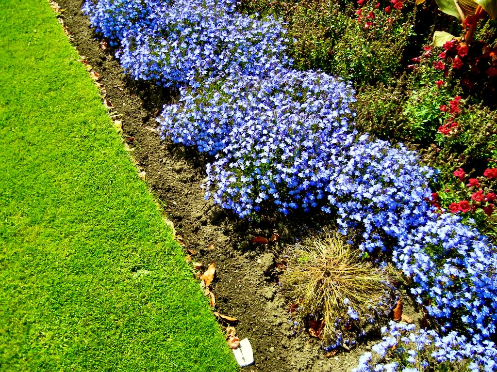 Lobelia Powerscourt Gardens - Online Flower Garden Lobelia at Powerscourt Gardens