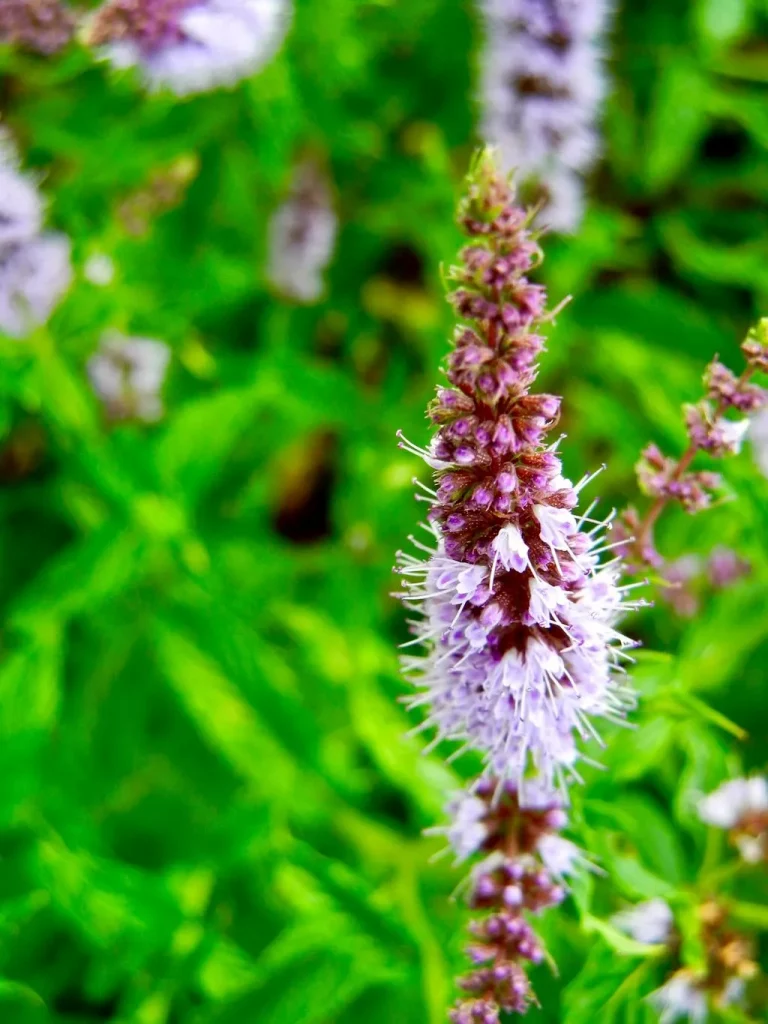 Mentha spicata, Spearmint
