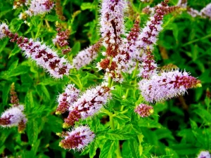 Mentha spicata, Spearmint