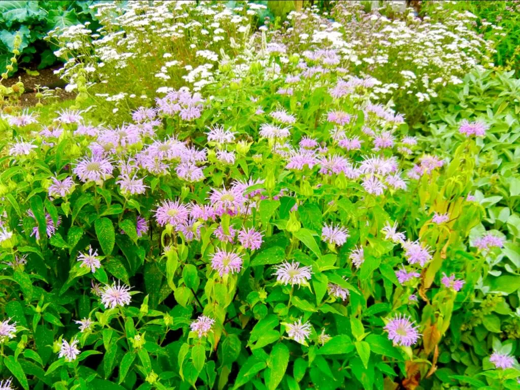 Monarda didyma or Bergamot-1 - Online Flower Garden Monarda didyma or Bergamot