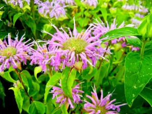Monarda didyma or Bergamot