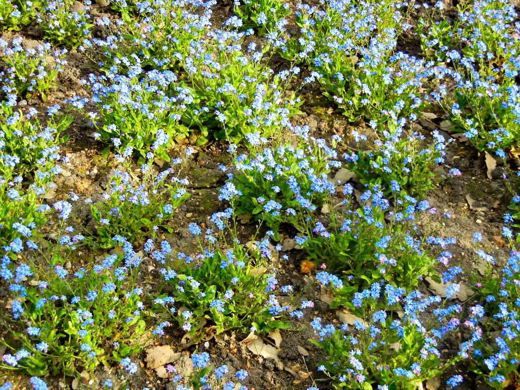 Myosotis sylvatica Blue Ball-1 - Online Flower Garden Myosotis sylvatica'Blue Ball' or Forget Me Not