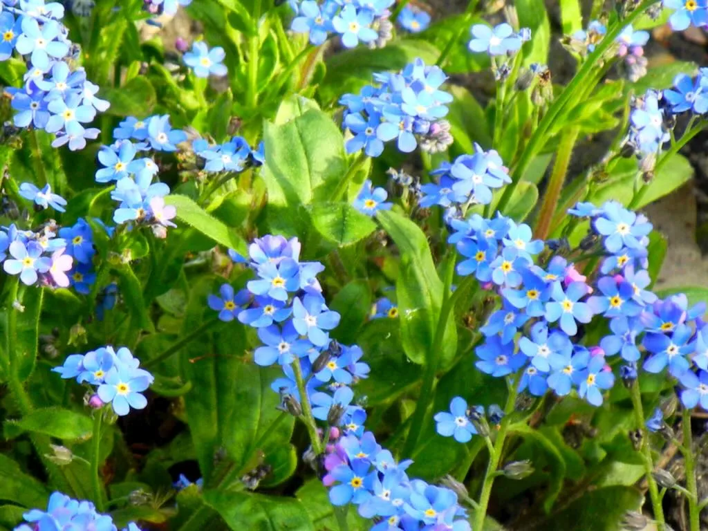 Myosotis sylvatica Blue Ball - Online Flower Garden Boraginaceae Myosotis sylvatica'Blue Ball' or Forget Me Not