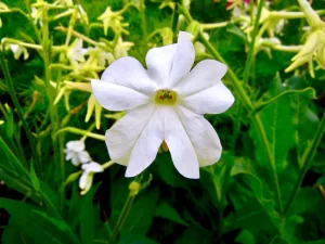Nicotiana alata, Tobacco Plant