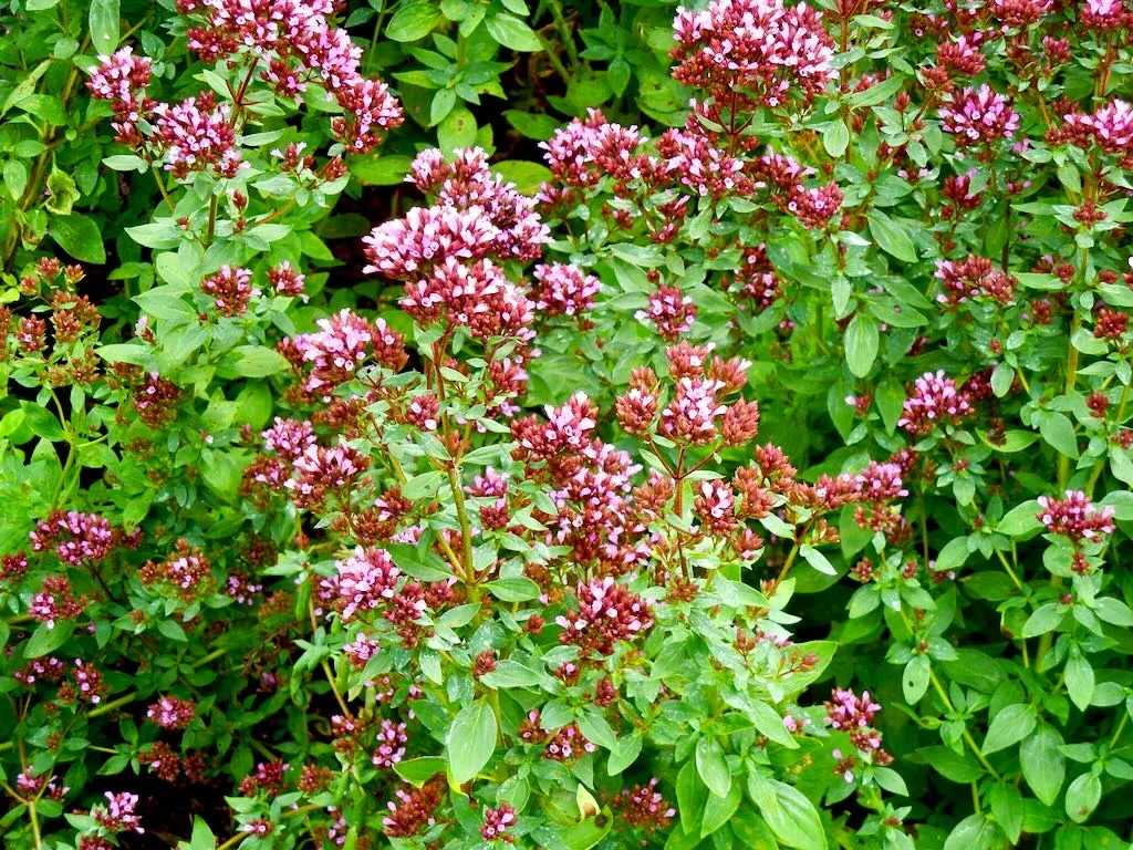 Origanum laevigatum Herrenhausen-1 - Online Flower Garden Origanum laevigatum'Herrenhausen'