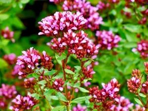 Origanum laevigatum 'Herrenhausen'