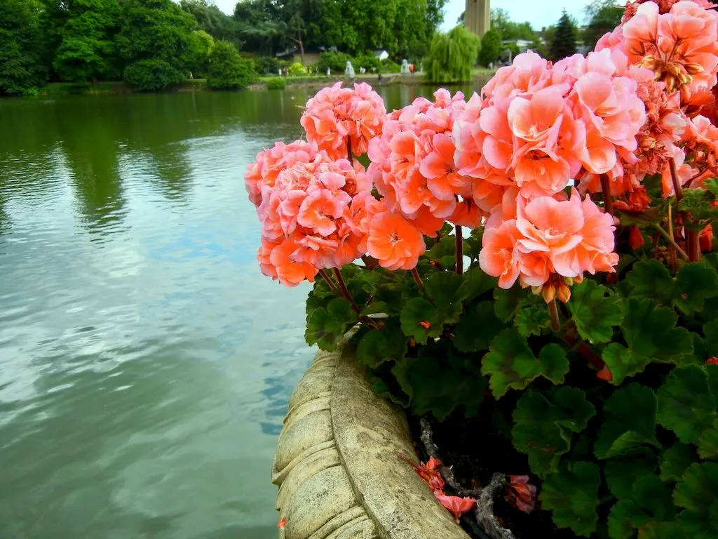 Pelargonium hortorum'Moonlight Light Salmon'