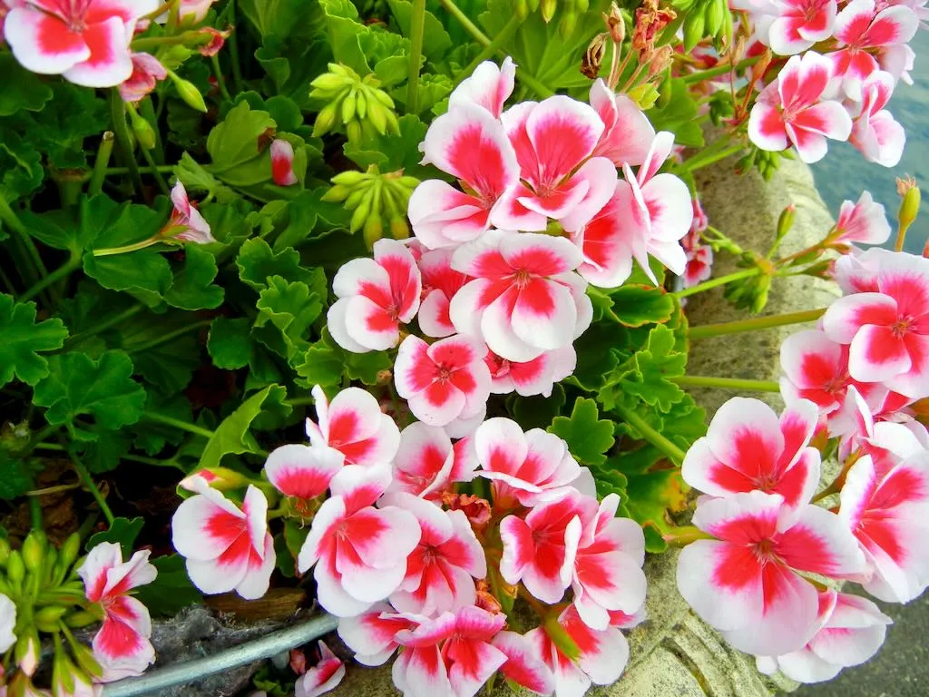 Pelargonium Sunrise Salmon Purple Eye-1 - Online Flower Garden Pelargonium'Sunrise Salmon Purple Eye'