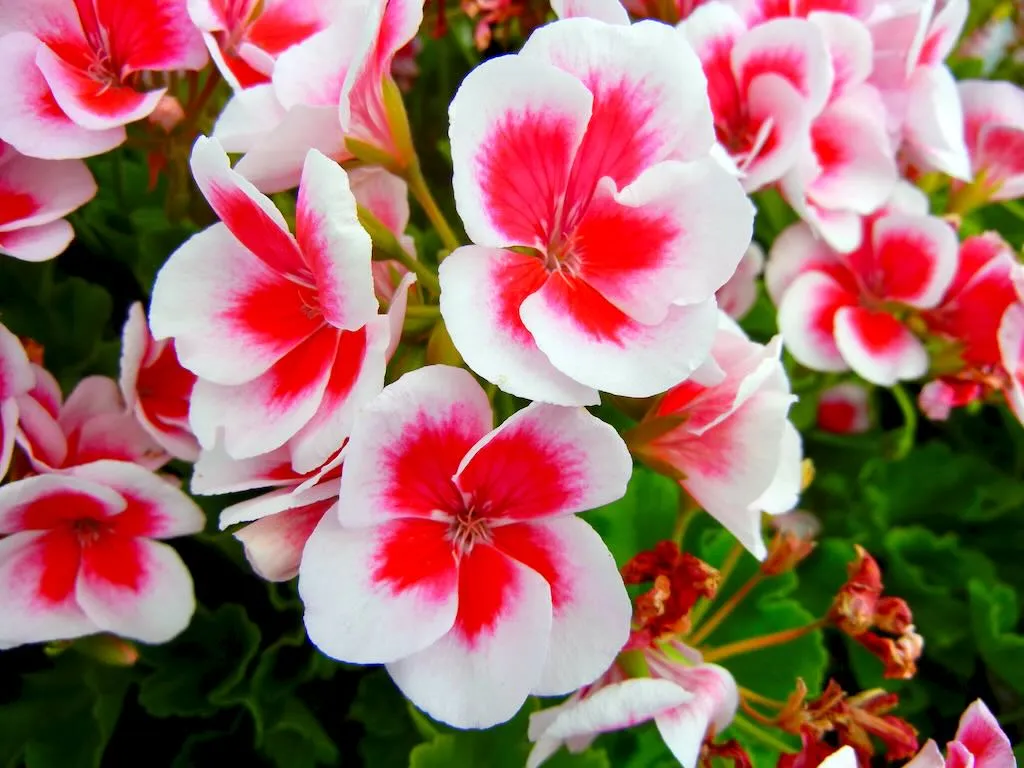 Pelargonium Sunrise Salmon Purple Eye - Online Flower Garden Pelargonium 'Sunrise Salmon Purple Eye'