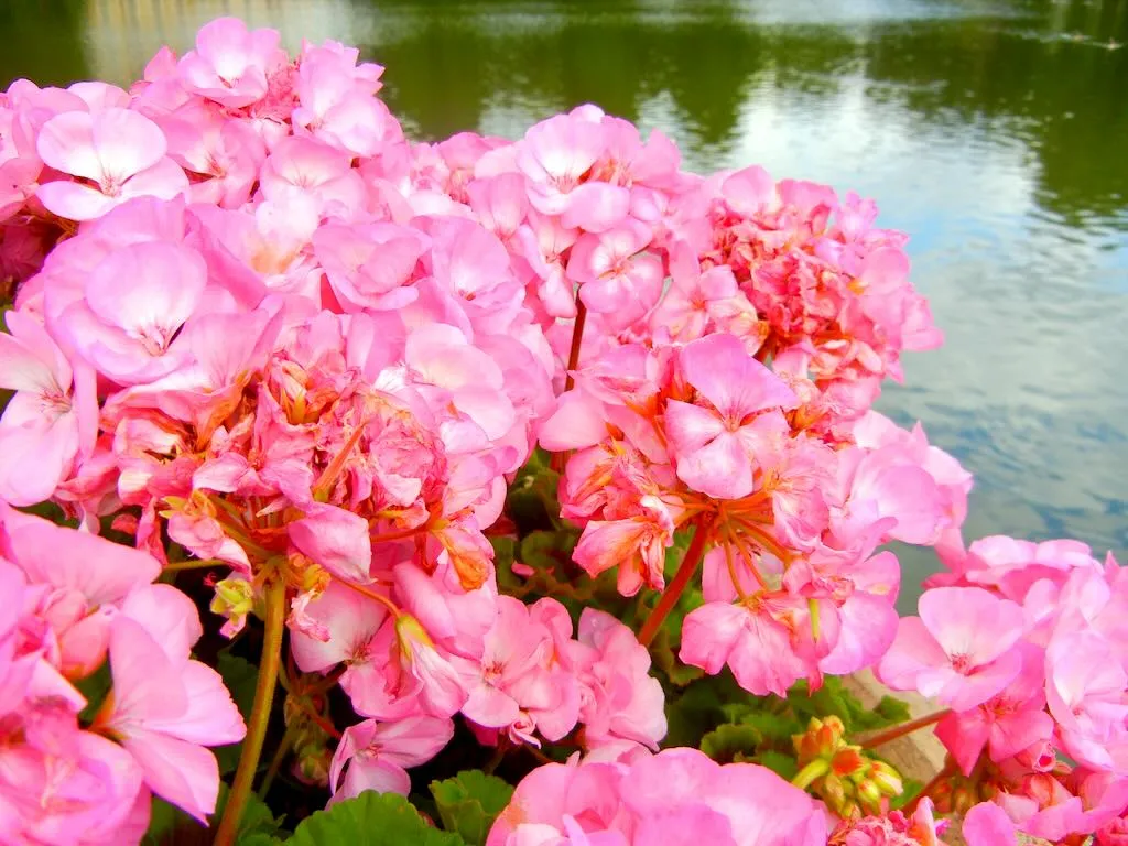 Pelargonium hortorum Baby Face-1 - Online Flower Garden Pelargonium hortorum'Baby Face'