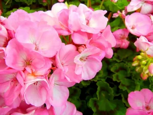Pelargonium hortorum 'Baby Face'