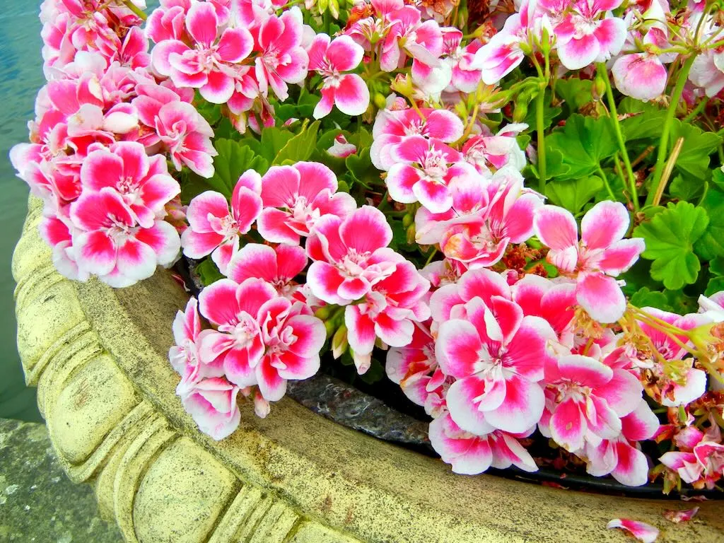 Pelargonium hortorum Flower Fairy White Splash-1 - Online Flower Garden Pelargonium hortorum'Flower Fairy White Splash'