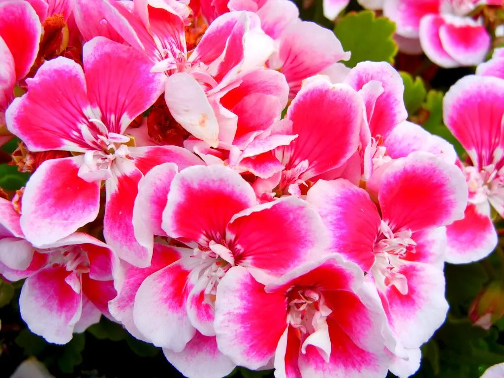 Pelargonium hortorum Flower Fairy White Splash - Online Flower Garden Pelargonium hortorum 'Flower Fairy White Splash'