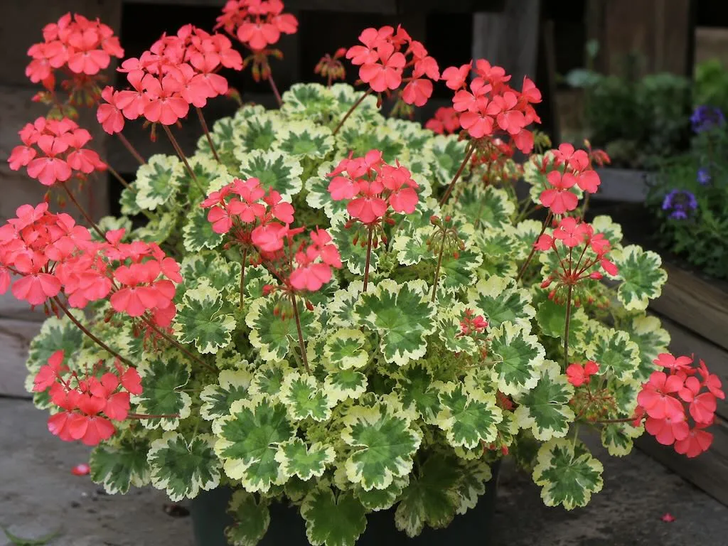 Pelargonium hortorum'Frank Headley'