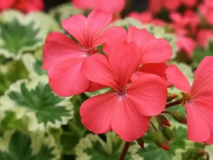 Pelargonium hortorum 'Frank Headley'