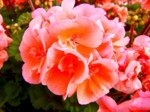 Pelargonium hortorum 'Moonlight Light Salmon'