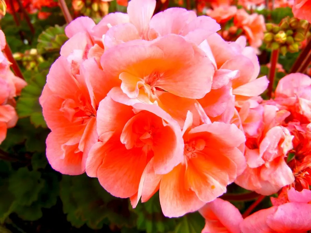 Pelargonium hortorum 'Moonlight Light Salmon'