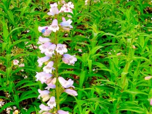 Penstemon
