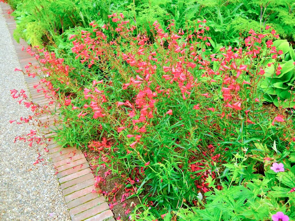 Penstemon Schoenholzeri-1 - Online Flower Garden Penstemon'Schoenholzeri'