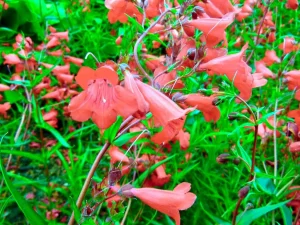 Penstemon 'Schoenholzeri'
