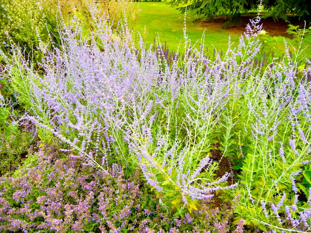 Perovskia Blue Spire-1 - Online Flower Garden Perovskia'Blue Spire'