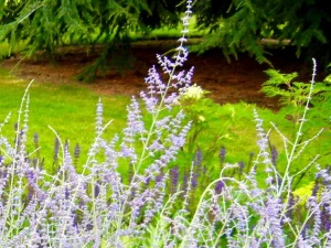 Perovskia 'Blue Spire'