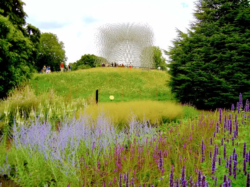 Perovskia Blue Spire-Hive - Online Flower Garden Perovskia'Blue Spire'