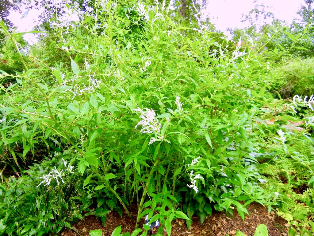 Persicaria alpina