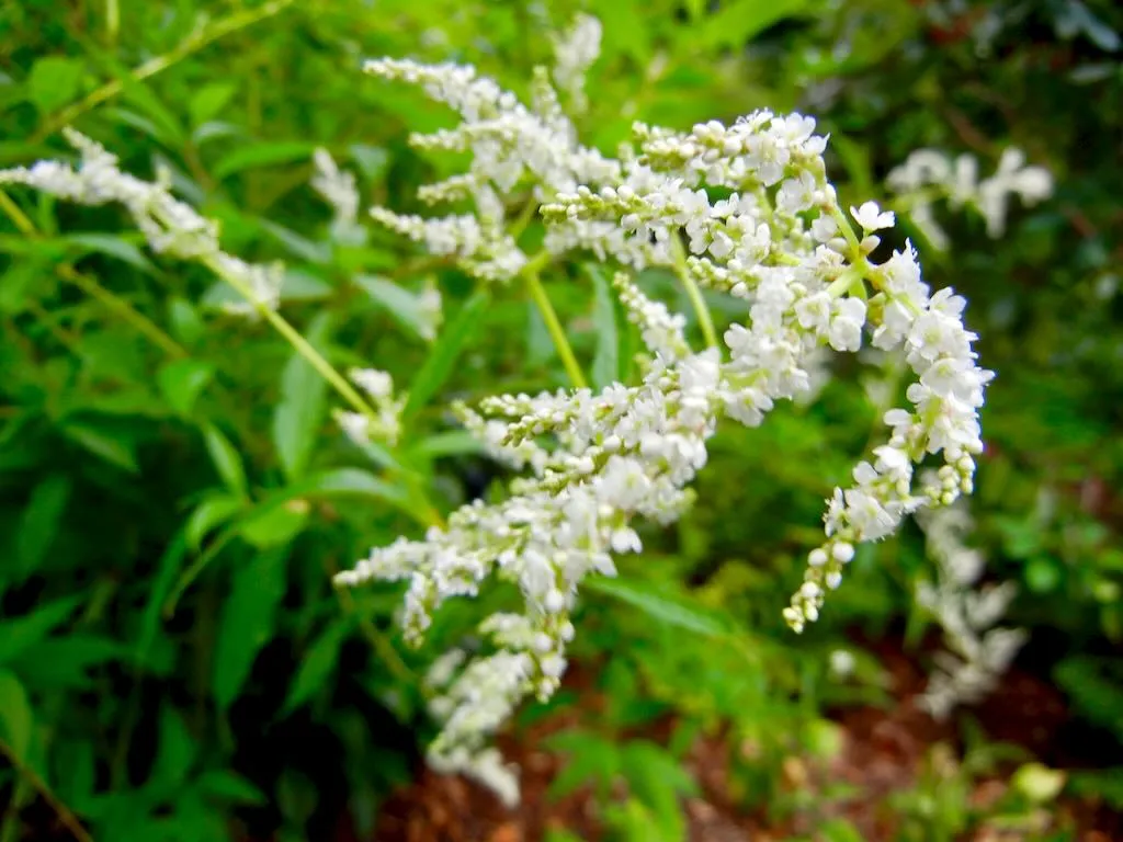Persicaria alpina