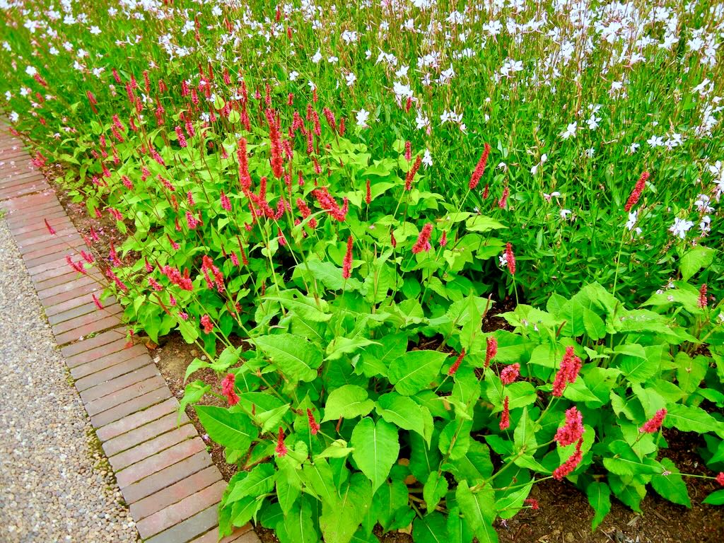 Persicaria amplexicaulis'Firetail'