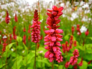 Persicaria amplexicaulis 'Firetail'