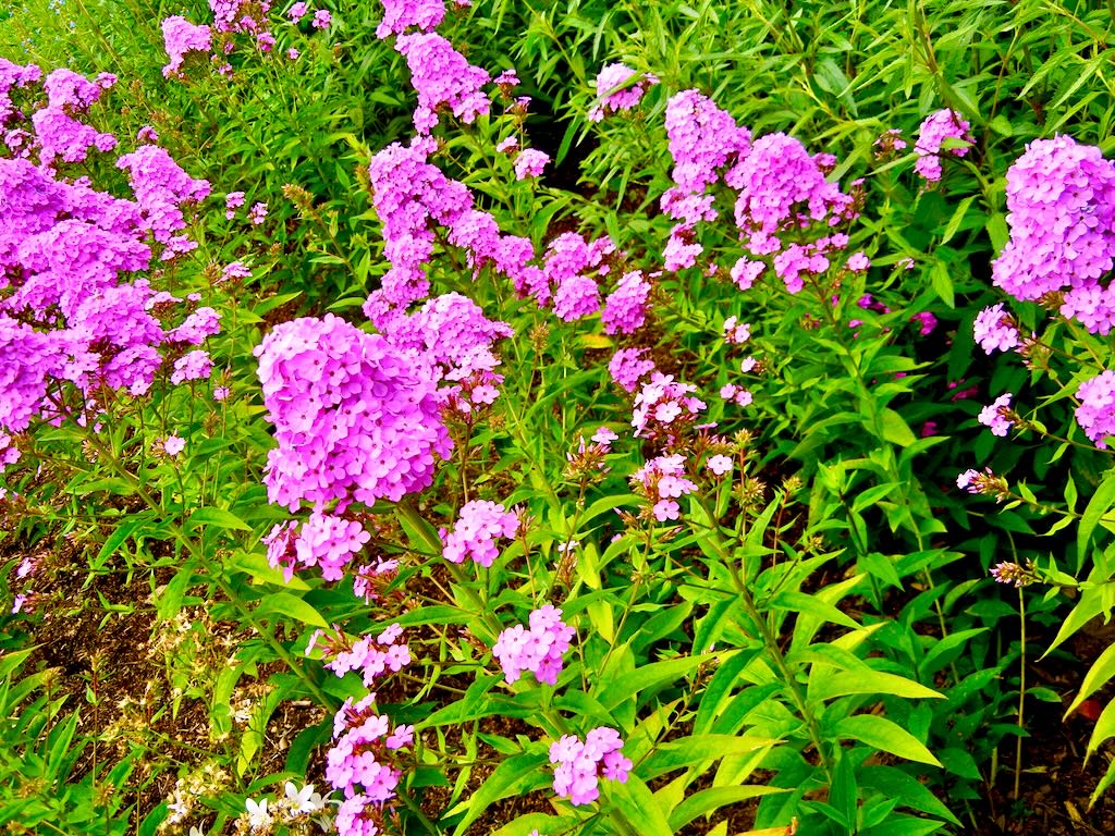 Phlox arendsii Hesperis-1 - Online Flower Garden Polemoniaceae Phlox arendsii'Hesperis'