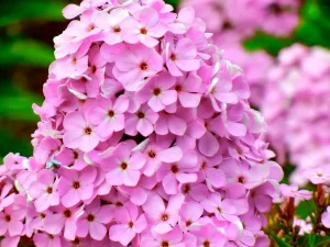 Phlox arendsii 'Hesperis'