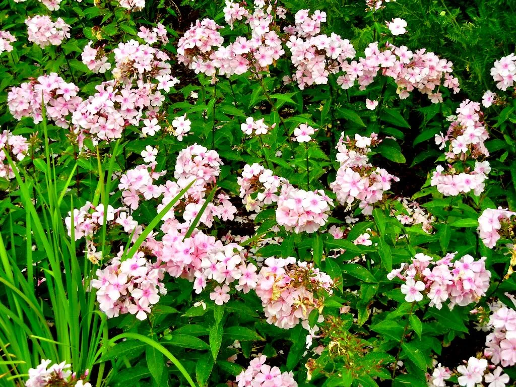 Phlox paniculata'Rosa Pastell'