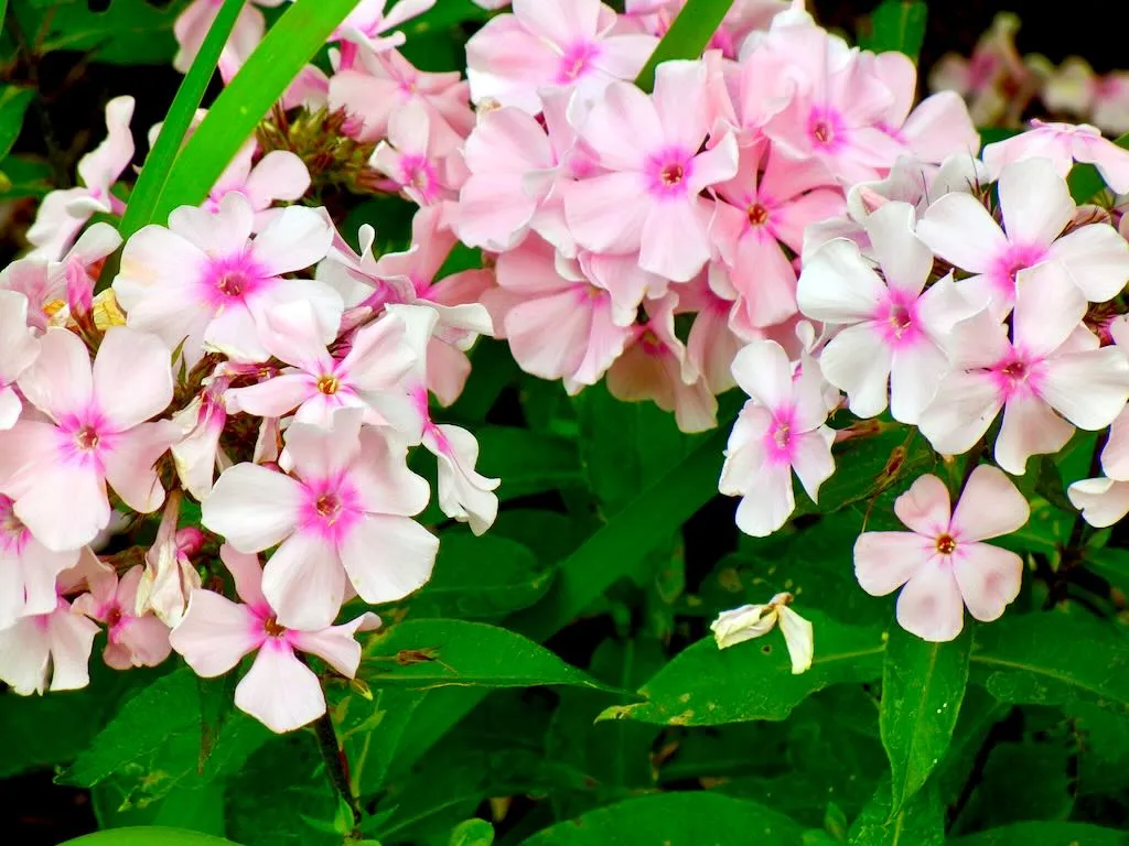 Phlox paniculata 'Rosa Pastell'