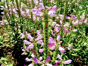 Physostegia virginiana 'Vivid'