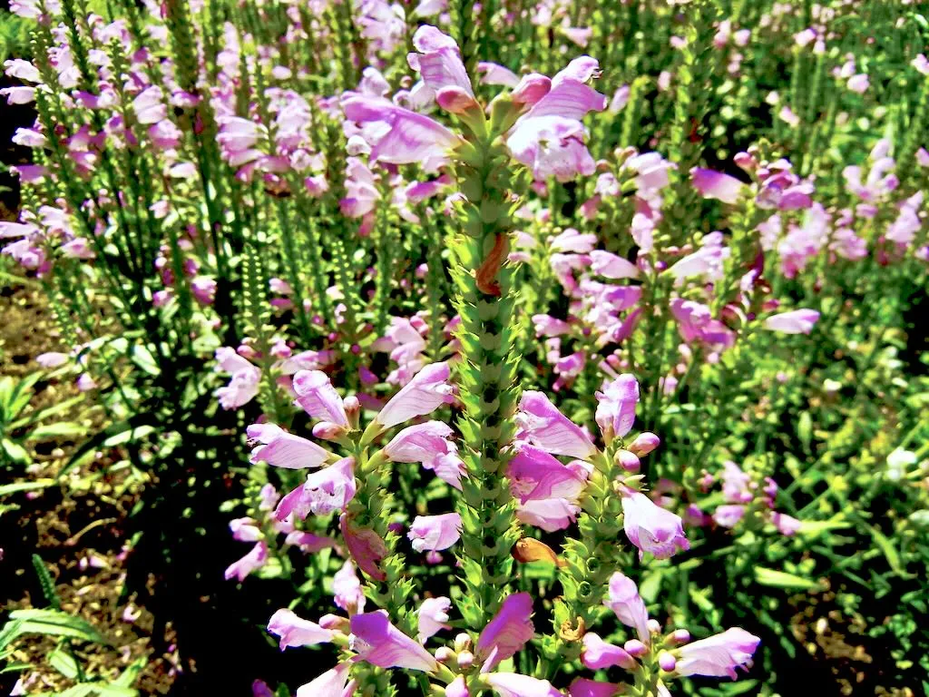 Physostegia virginiana Vivid - Online Flower Garden Physostegia virginiana 'Vivid'