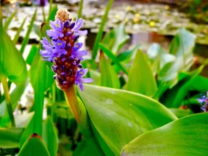 Pontederia cordata or also called Pickerel weed