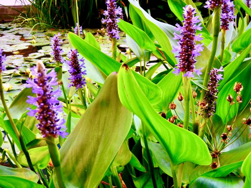 Pontederia cordata or also called Pickerel weed