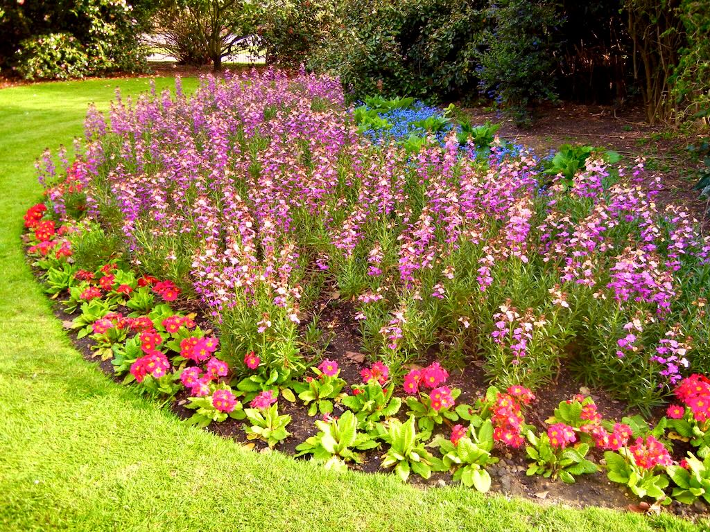 Primulas and Erysimums at Flower Walk at Hyde Park