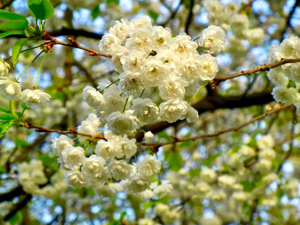Hyde Park Prunus serrulata – Cherry Blossom Tree