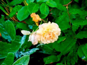Rosa 'Lichfield Angel' or Rosa 'Ausrelate'